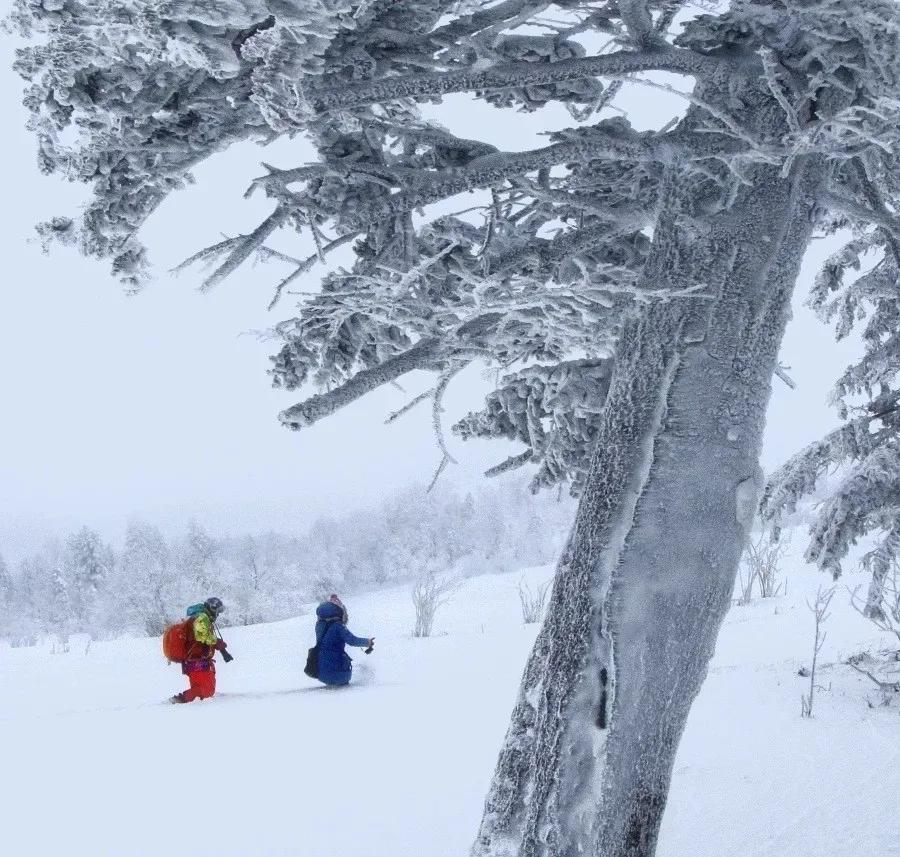 印象长白山森工：这里正在上演“雪域王国”的急速穿越