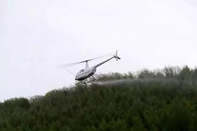 延边林区“大战”松毛虫