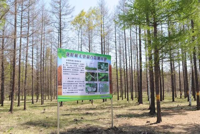 延边林区“大战”松毛虫