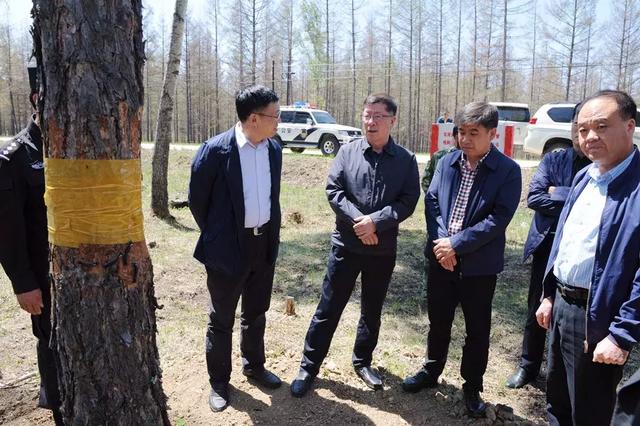 延边林区“大战”松毛虫