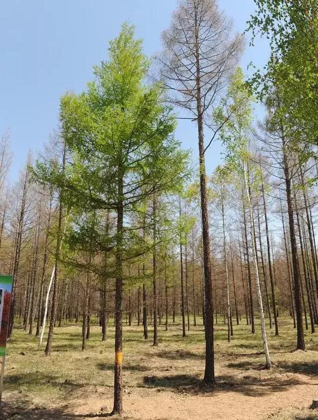 延边林区“大战”松毛虫