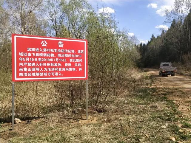 延边林区“大战”松毛虫