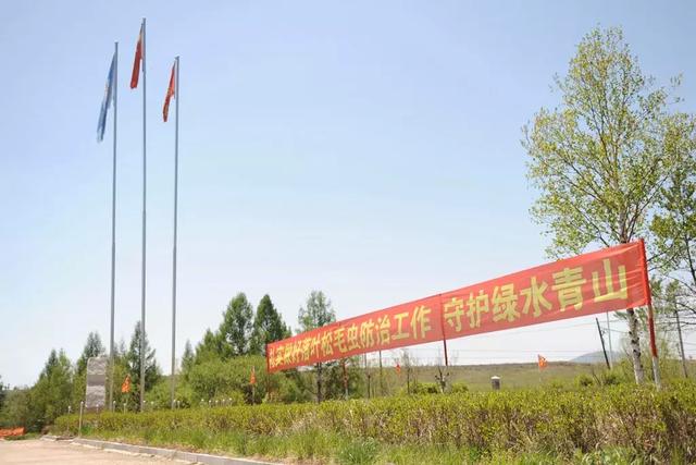 延边林区“大战”松毛虫