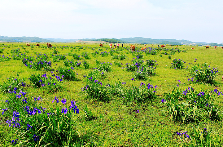 大石头林业局亚光湖湿地 马兰花开.jpg