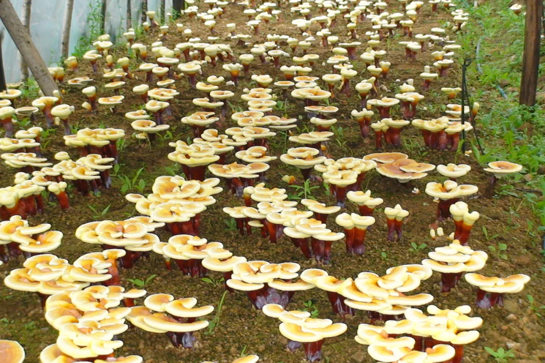 印象长白山森工：林业科技助力集团高质量发展