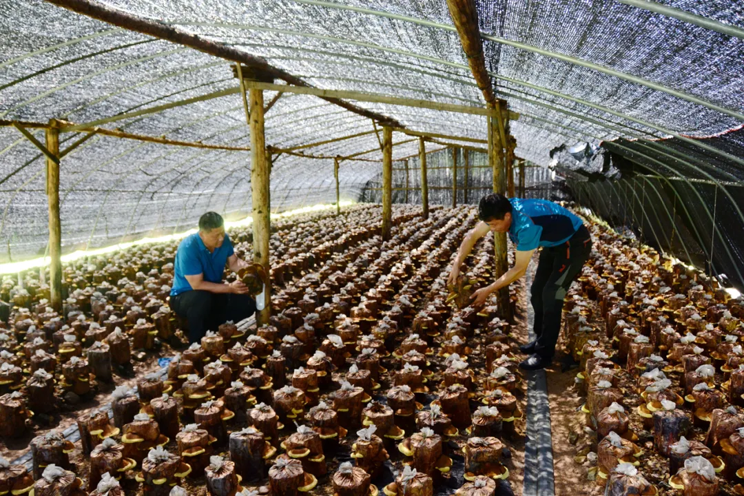 印象长白山森工：林业科技助力集团高质量发展