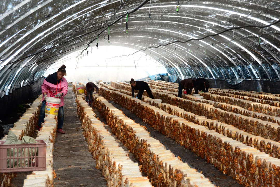 印象长白山森工：林业科技助力集团高质量发展